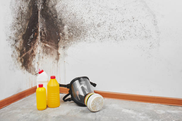 Best Mold Damage Repair  in James Island, SC