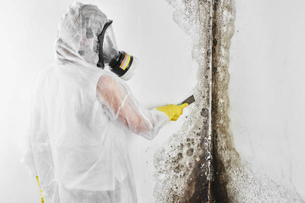 Best Residential Mold Removal  in James Island, SC