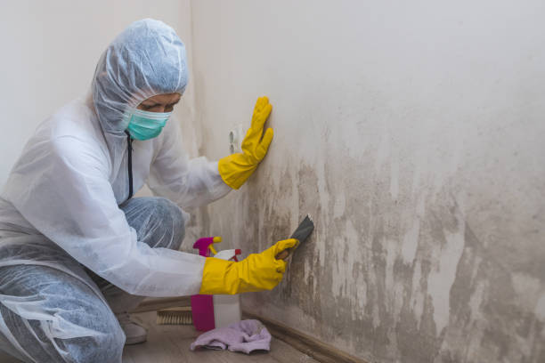 Trusted James Island, SC Mold Removal Experts